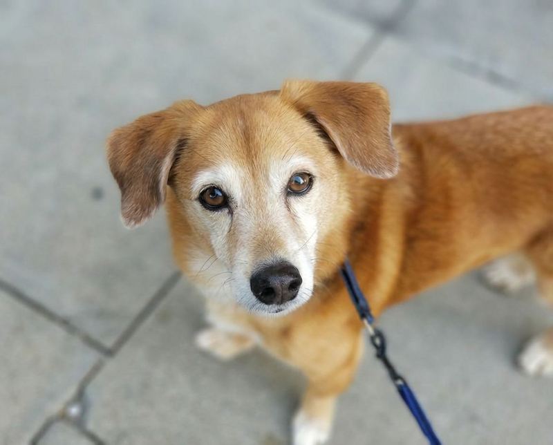Benji, the dog who started it all