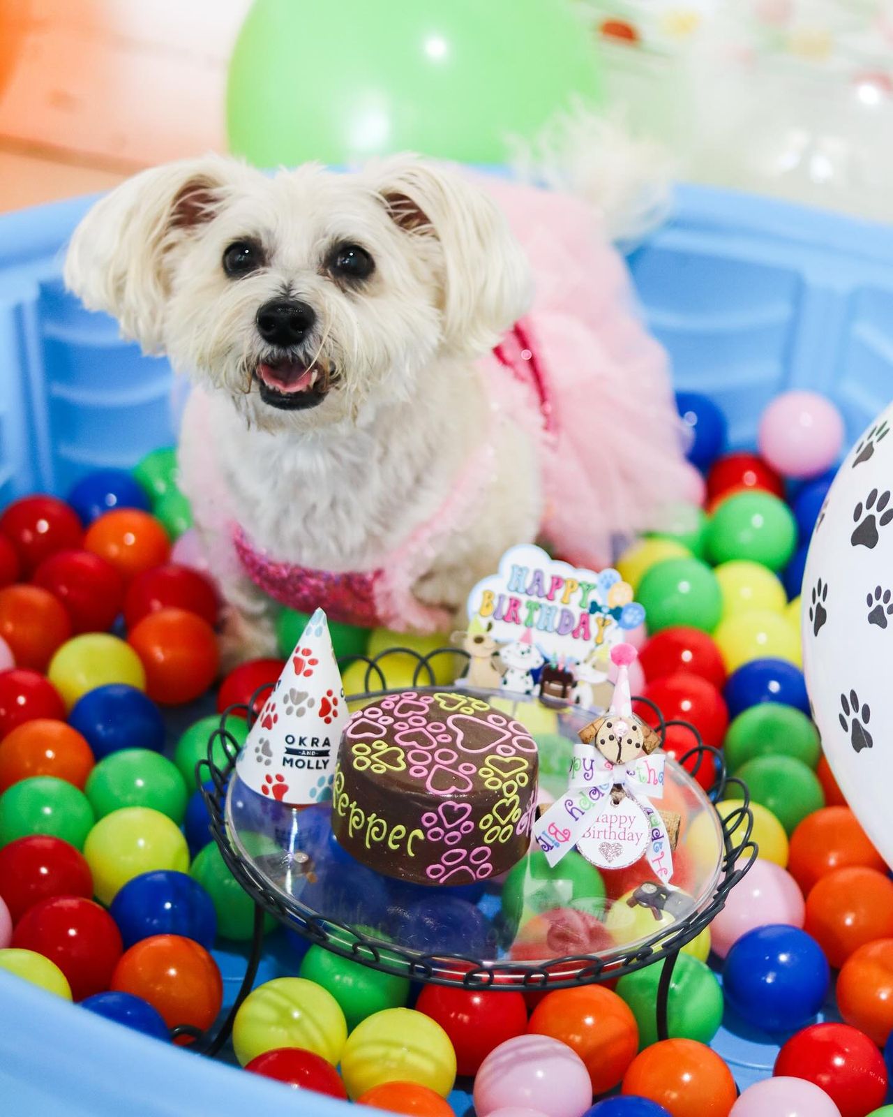 Birthday Pawty