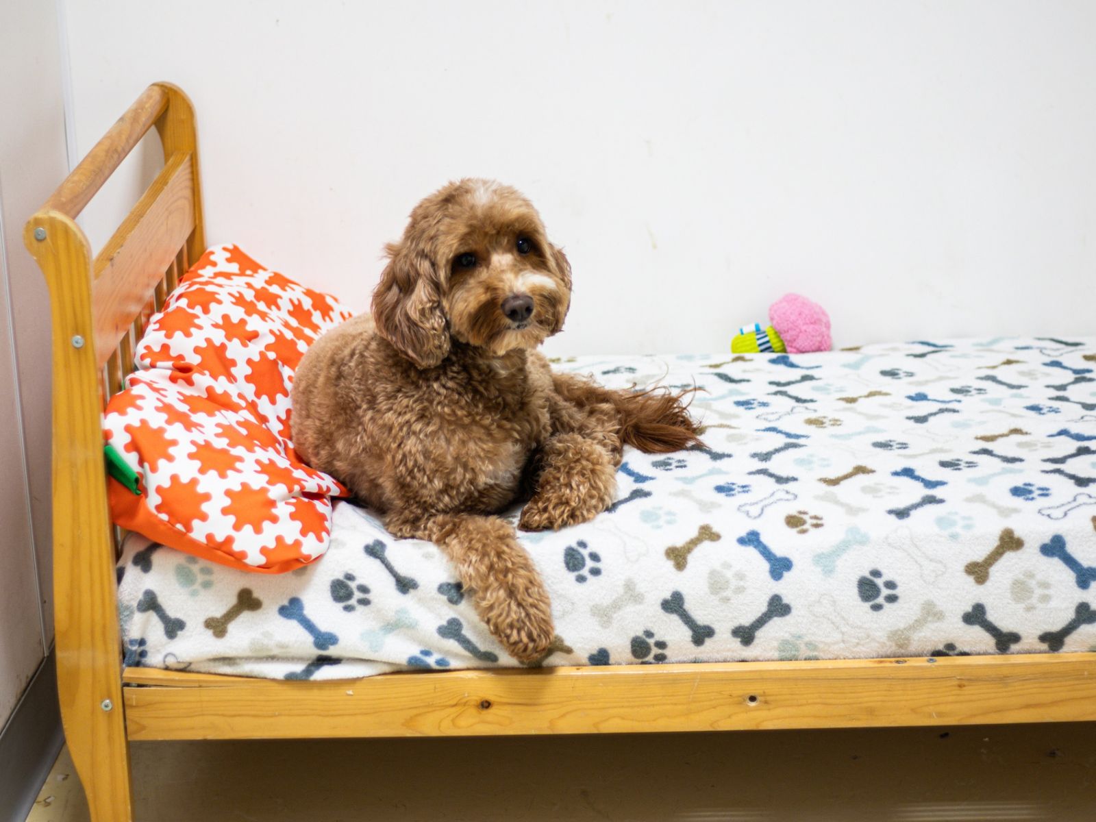Pet Boarding