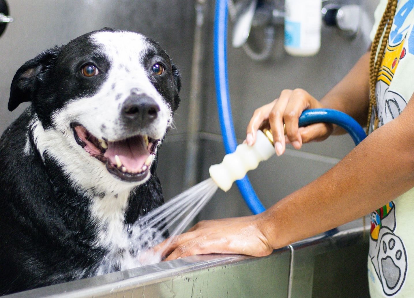 Pet Grooming