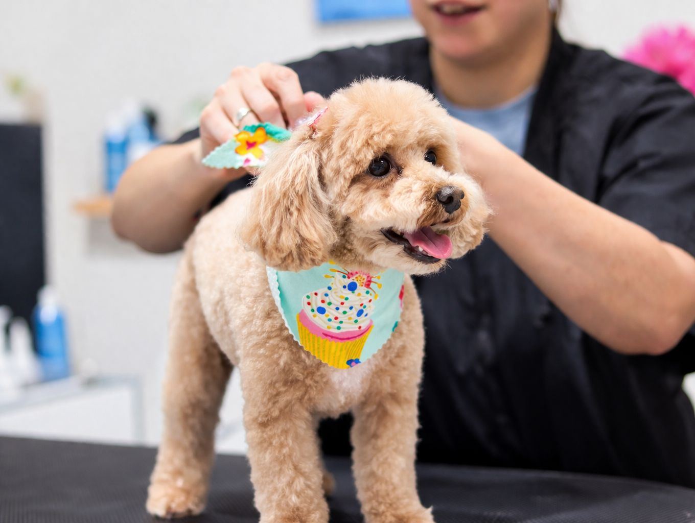 Professional pet grooming at Wishbone Pet Care