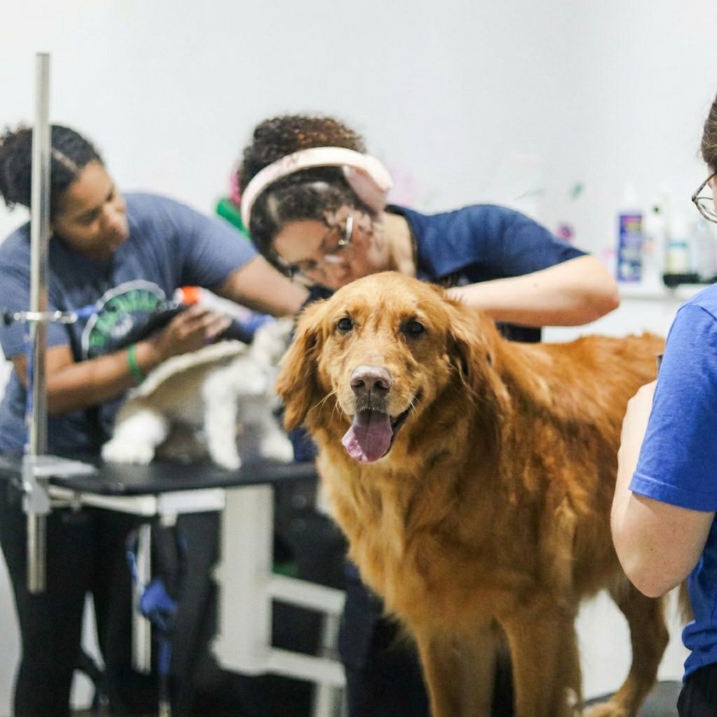 Wishbone Pet Care grooming team with a happy golden retriever