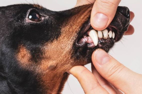Pet Dental